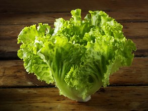 Batavia lettuce