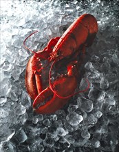 Whole lobster on crushed ice
