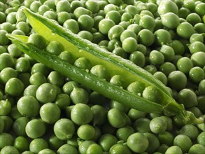 Fresh garden green peas and pea pod
