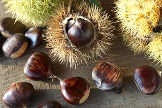 Organic chestnuts (Castanea sativa)