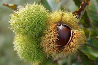 Ripe chestnuts (Castanea sativa)