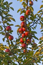Unsprayed red apples on an apple tree