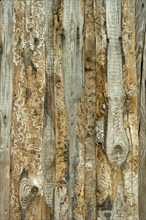 Wooden wall from old untreated grayed boards with tracks of the Bark Beetle (Scolytinae)