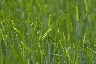 Grainfield with immature ears of Barley (Hordeum vulgare)