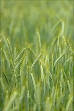 Grainfield with immature ears of Rye (Secale cereale)