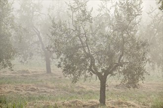 Olive trees (Olea europaea) in the fog