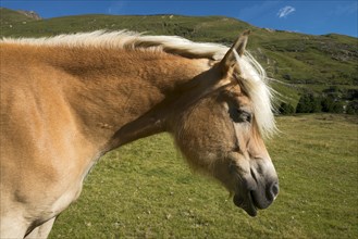 Tyrolean Haflinger horse