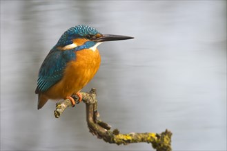 Kingfisher (Alcedo atthis)