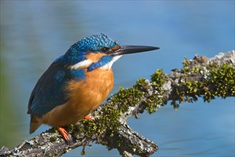 Kingfisher (Alcedo atthis)