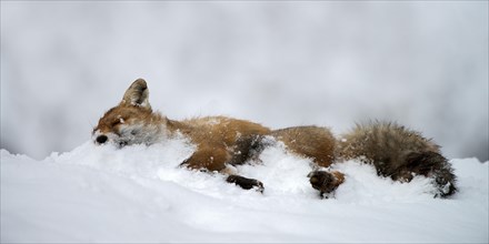 Dead Red Fox (Vulpes vulpes)