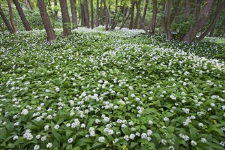 Ramsons or Wild Garlic (Allium ursinum)