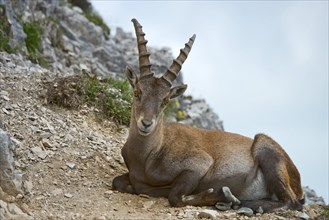 Alpine Ibex or Steinbock (Capra ibex)