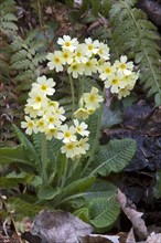 Oxlip (Primula elatior)