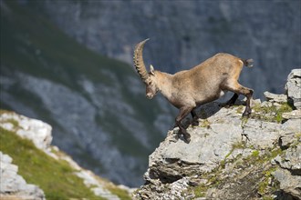 Alpine Ibex or Steinbock (Capra ibex)