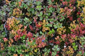 Autumnal mountain dwarf shrubs