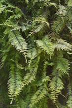 Common Tamarisk-Moss (Thuidium tamariscinum)