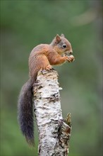 Eurasian Red Squirrel (Sciurus vulgaris) sitting on a birch trunk and eating a hazelnut