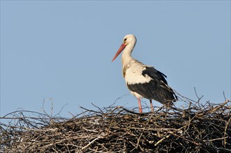 White Stork (Ciconia ciconia) perched on nest