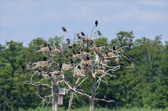 Great Cormorants or Great Black Cormorants (Phalacrocorax carbo) nesting on dead trees