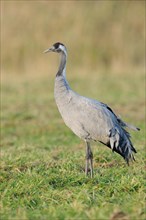 Common Crane (Grus grus) standing on a meadow