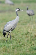 Common Crane (Grus grus) wading across a meadow foraging for food