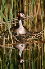 Great Crested Grebe (Podiceps cristatus) sitting on a nest
