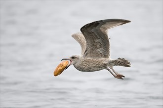 Young European Herring Gull (Larus argentatus) in flight with bread in its beak