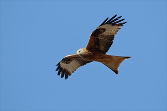 Red Kite (Milvus milvus) in flight