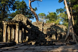 Trees overgrowing the temple complex of Ta Prohm