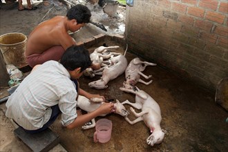 Two young men removing hair from slaughtered dogs