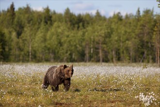 Brown Bear (Ursus arctos) in a bog with cotton grass