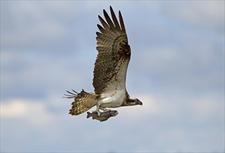 Osprey or Sea Hawk (Pandion haliaetus) in flight with a seized fish