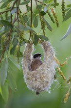 Eurasian Penduline Tit or European Penduline Tit (Remiz pendulinus)