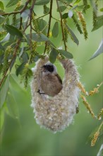 Eurasian Penduline Tit or European Penduline Tit (Remiz pendulinus)