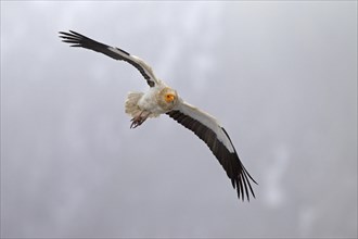 Egyptian Vulture (Neophron percnopterus) in flight