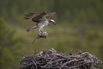 Osprey or Sea Hawk (Pandion haliaetus) with nesting material approaching to land on an eyrie