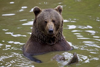 Bathing Brown Bear (Ursus arctos)