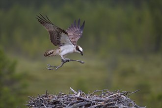 Osprey or Sea Hawk (Pandion haliaetus) approaching to land with nesting material