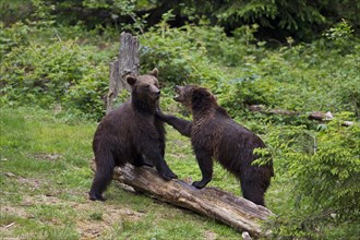 Two Brown Bears (Ursus arctos) playing