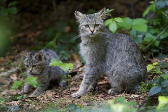 Wildcat (Felis silvestris) with kitten