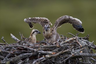 Osprey or Sea Hawk (Pandion haliaetus) chicks in an aerie