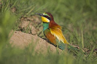 Bee-eater (Merops apiaster) at a nesting hole