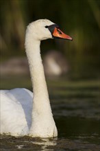 Mute Swan (Cygnus olor)