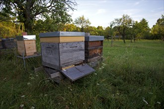 Bee hives in a meadow orchard