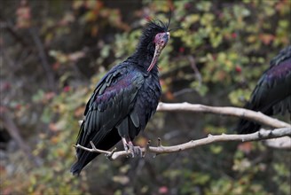 Northern Bald Ibis (Geronticus eremita)