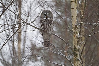 Great Grey Owl or Great Gray Owl (Strix nebulosa) perched on a branch in winter