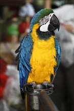 Chained Blue-and-Yellow Macaw (Ara ararauna) at the bird market of Hong Kong