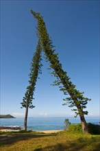 Pine trees (Pinus) shaped by the wind