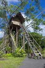 Tree house in a Banyan tree