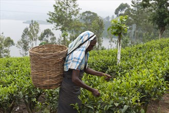 Female tea picker picking leaves from a tea plant (Camellia sinensis)